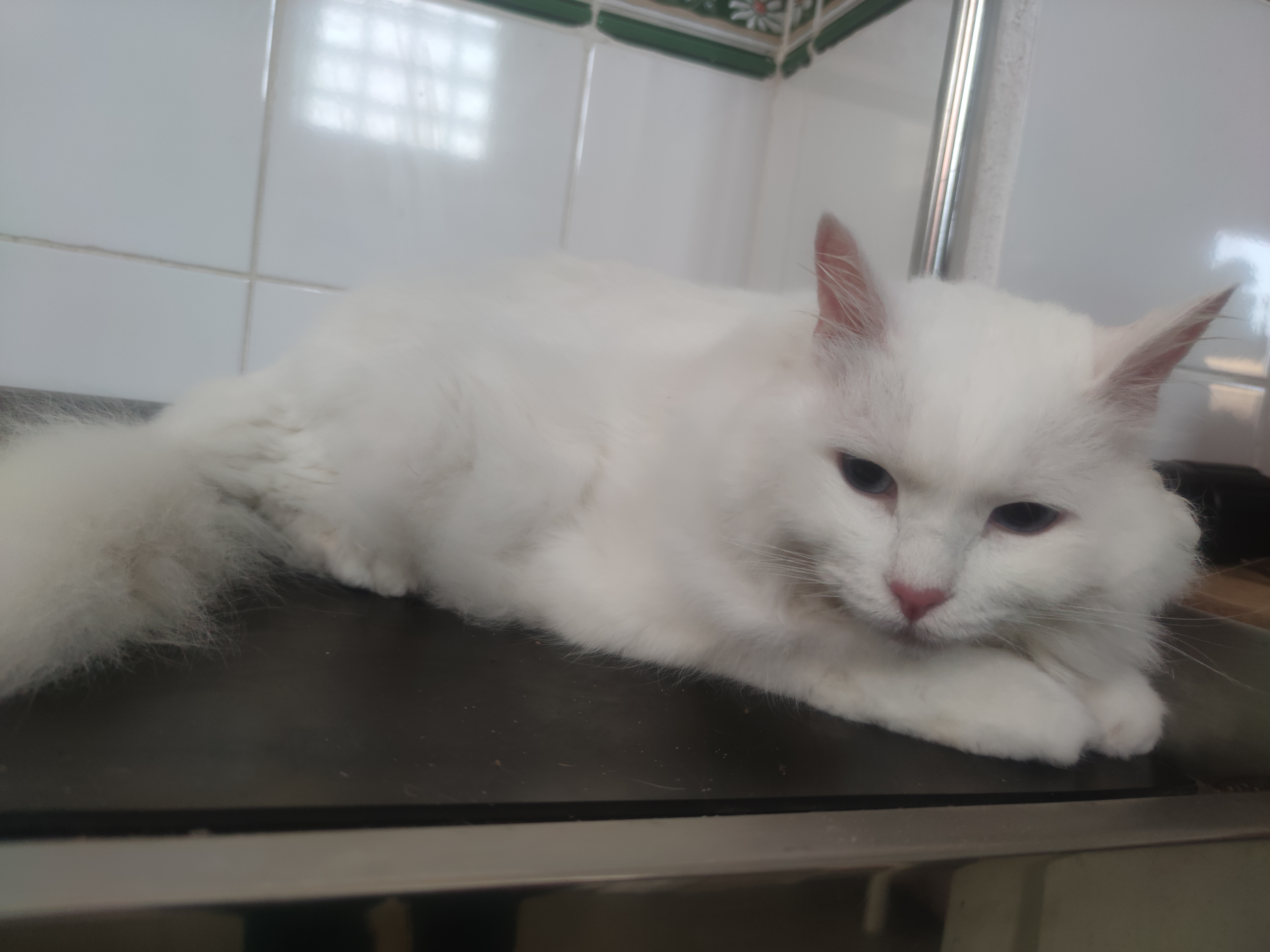 Mascota en peluquería